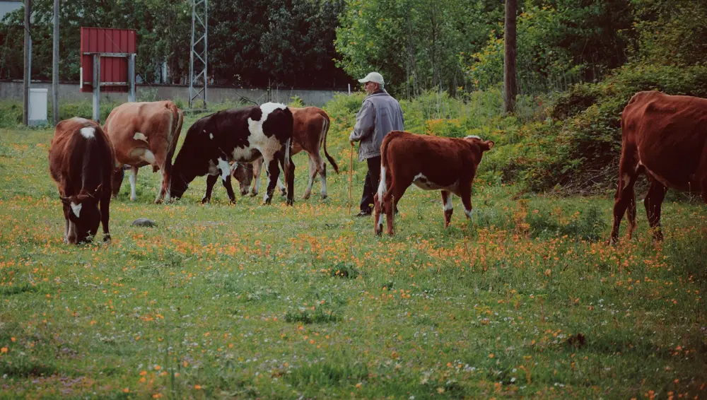 Ganadero con sus vacas en el campo