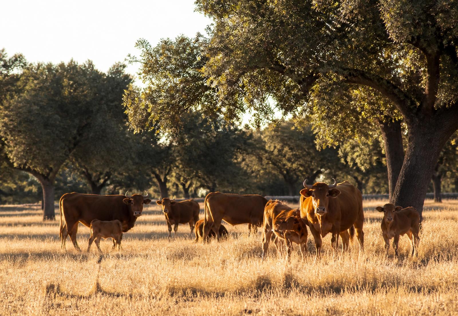 Vacas retintas con sus becerros en la dehesa extremeña al atardecer