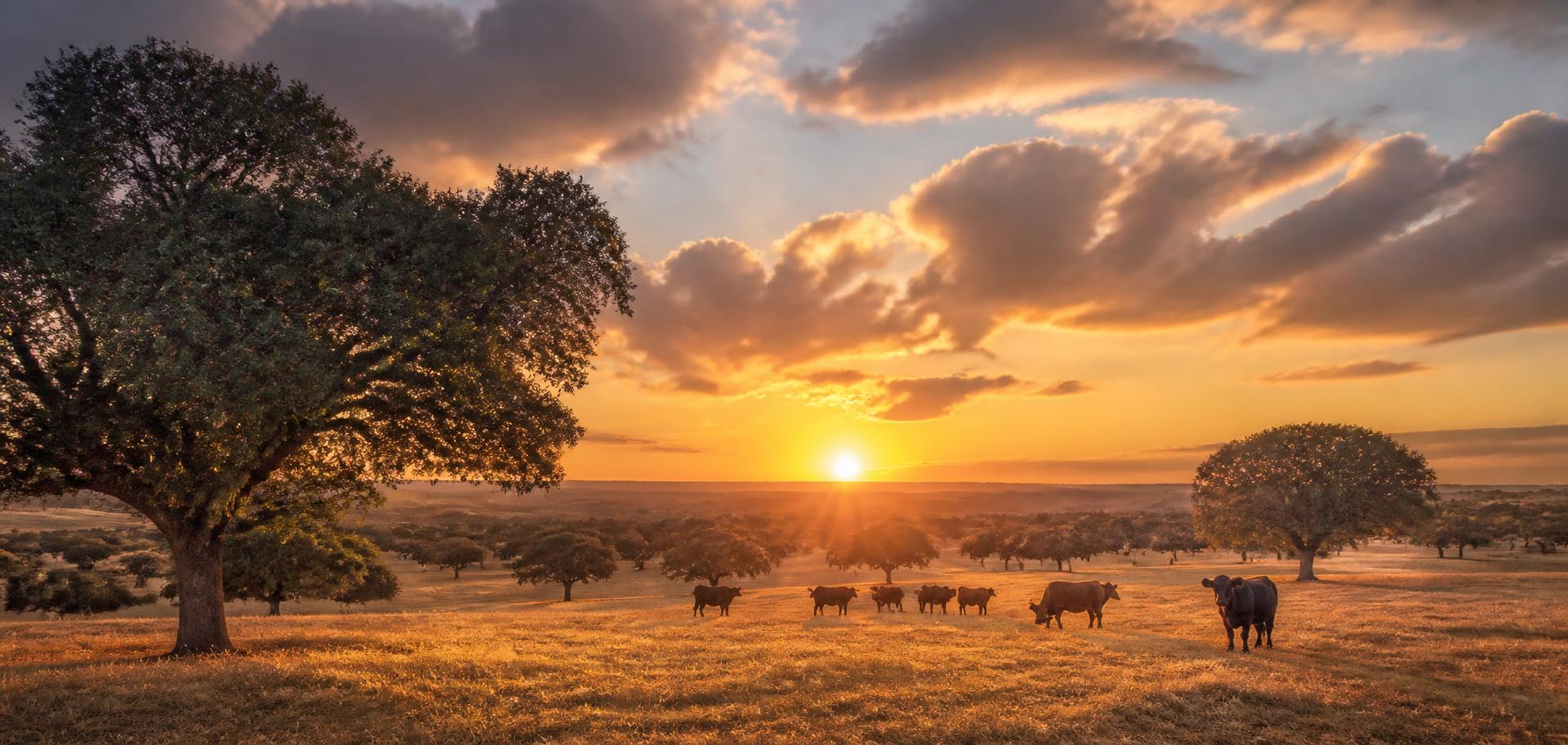 Panorámica de una explotación de vacuno extensivo en la dehesa al atardecer